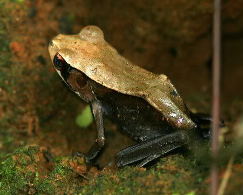 bicolored frog (Clinotarsus curtipes)