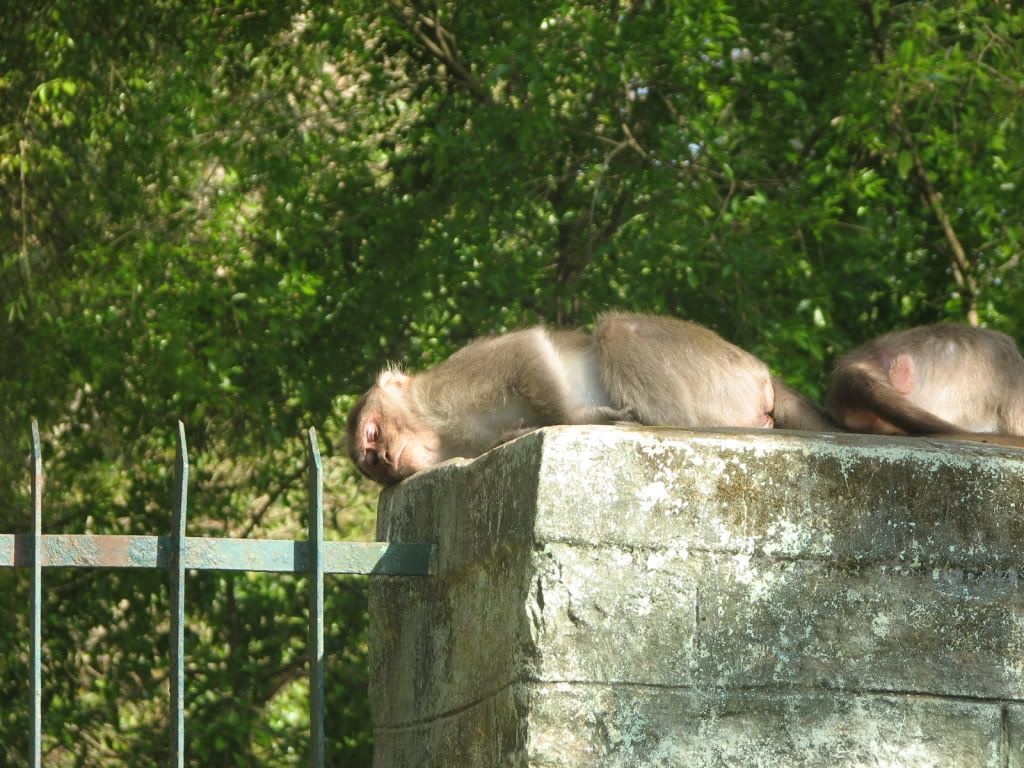 sunbathing macaques 280209 bg