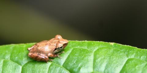 bush frog (Philautus sp bush frog (Philautus sp) the only frog where there is no tadpole stage, only direct development