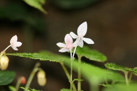 un id tiny flower on rocks