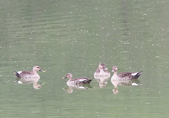 spot-billed ducks mysore 110409