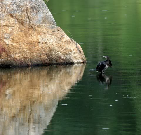 cormorant near rock