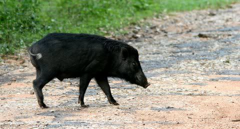 wild boar b'ghatta 101008