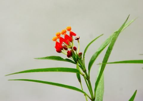 un id red-and-orange wildflower