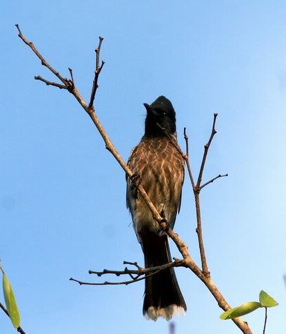 red-vented bulbul