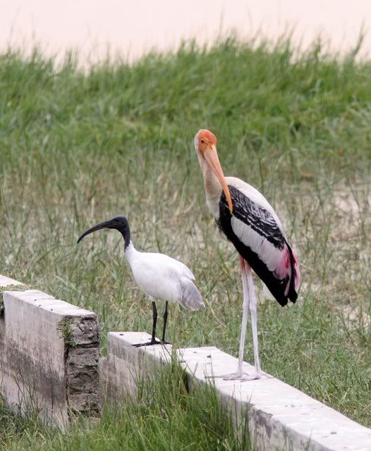 110409 kukkerahalli kere mysore painted stork and black-headed ibis