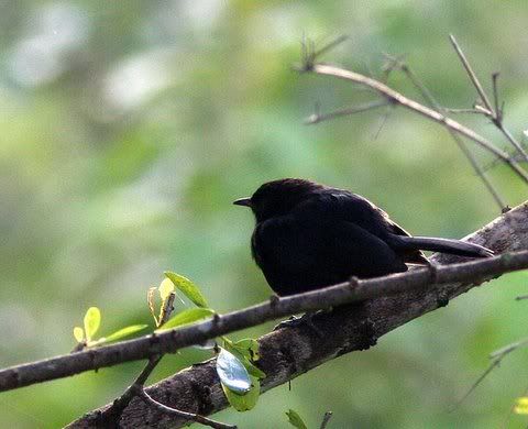 indian robin on tree