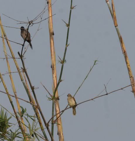 white-browed bulbul with red-whiskered bulbul