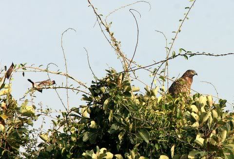 oriental honey buzzard mobbed by red-whiskered bulbul