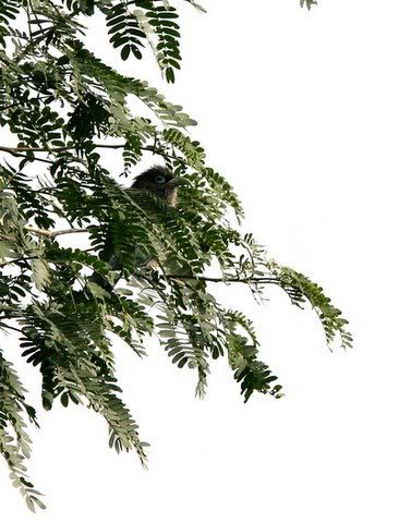 blue-faced malkoha