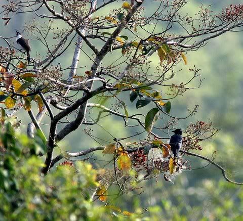 grey-bellied cuckoo with red whiskered bulbul