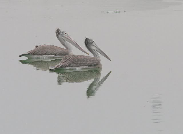 spot-billed pelicans mysore 110409