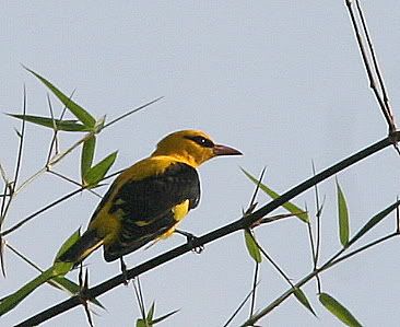 golden oriole