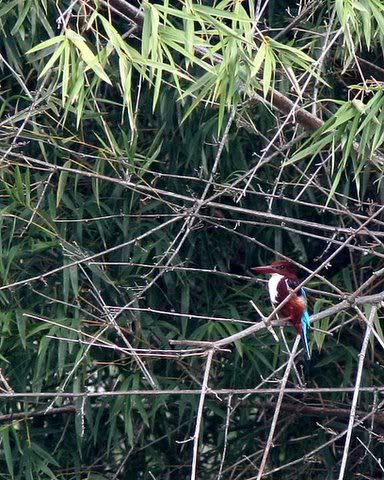 whitebreasted kingfisher