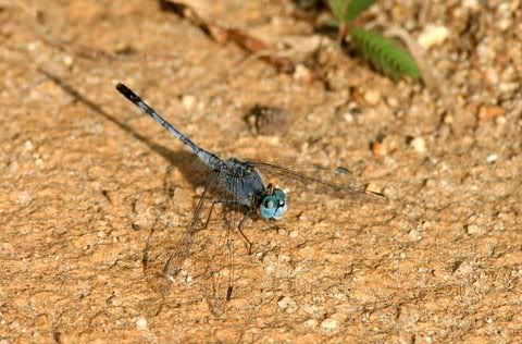 un id blue dragonfly