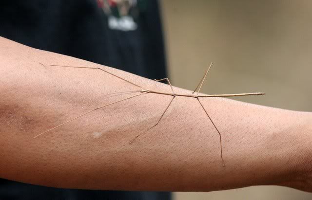 stick insect on Jai's hand 120409