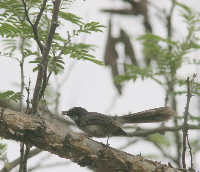 whitebrowed fantail vs 120409