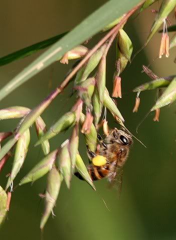 bee with pollen sacs on grass grain