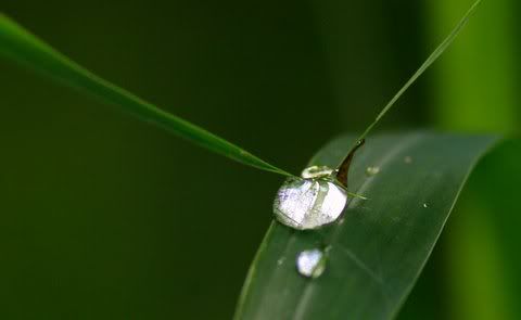 raindrop on bamboo leaf