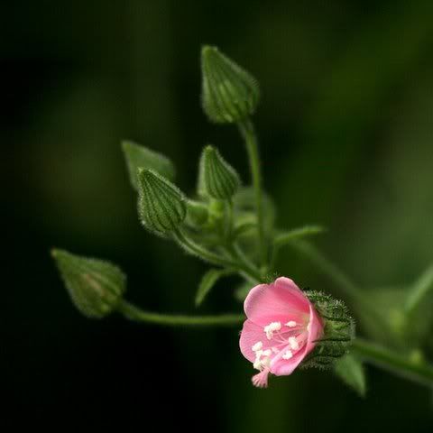un id pink trumpet wildflower