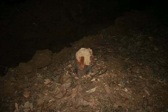 tree stump lalbagh 150409