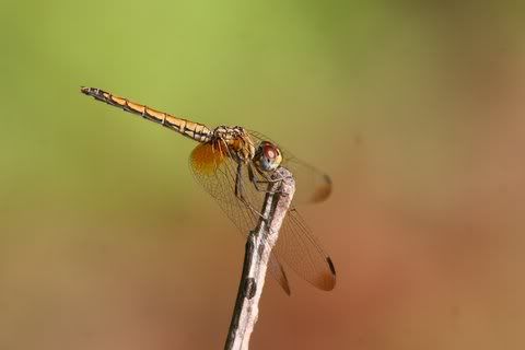 bronze dragonfly