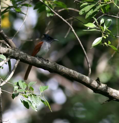 asian paradise flycatcher female