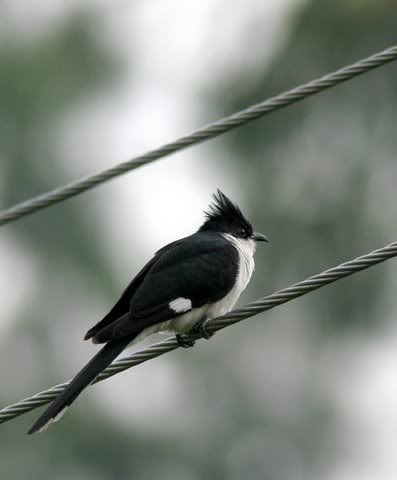 pied (crested)cuckoo VS 261008