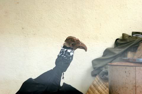 umbrella handle vulture