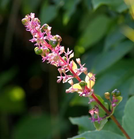 clerodendrum flower