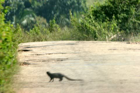 mongoose on road