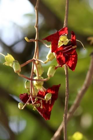 sausage tree flowers on stalks