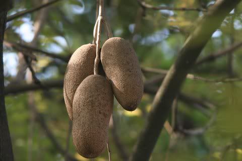 sausage tree fruits