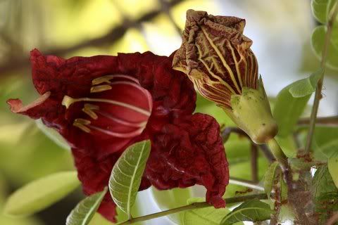 061108 Jayanagar Ashoka Pillar Kigelia pinnata flower and bud