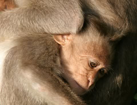 baby macaque light