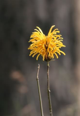 un id yellow burst-like flower nandi hills
