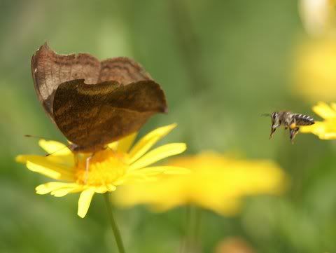 chocolate pansy and wasp