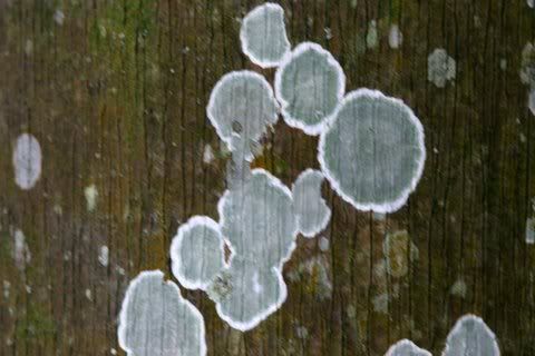 nandihills lichen on tree