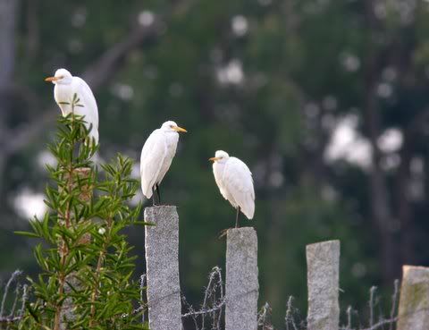 cattle egrets 161108