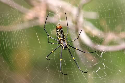 20D giant wood spider