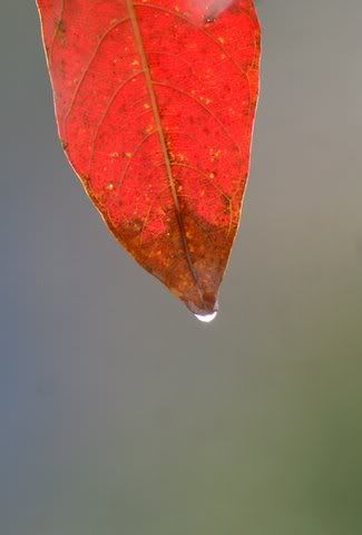 leaf with raindrop nisarga layout 161108