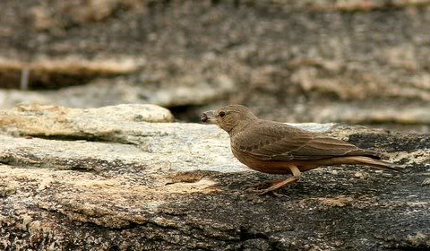 161108 rufous-tailed lark