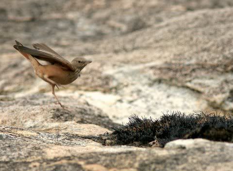 rufous-tailed lark landing ragihalli 161108