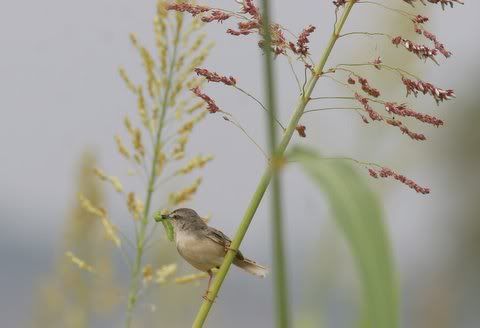 prinia in grass with worm
