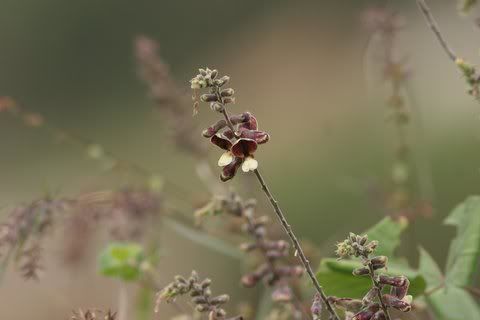 un id purplish wildflower ragihalli 171108