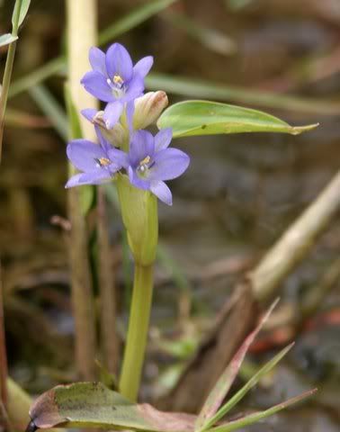 water hyacinth ragihalli pond 171108