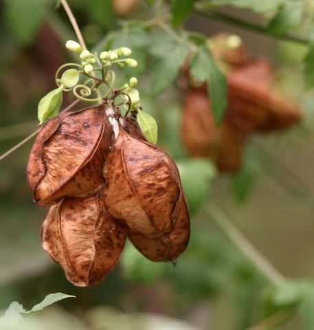 unid fruit pod muthathi 221108 CnG