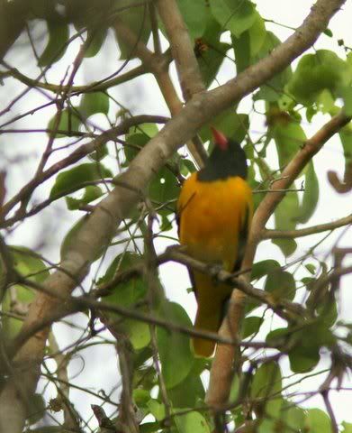 black-hooded oriole 221108