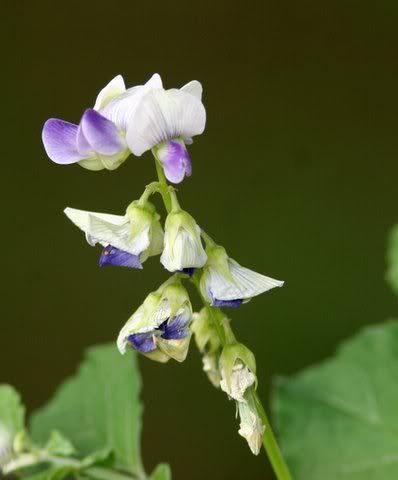 un id snapdragonish flower