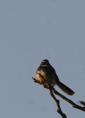 white-browed bulbul 041108 vs